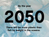 Entro il 2050, ci sarà più plastica che pesce negli oceani.